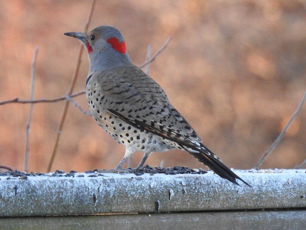 Northern Flicker - ML627299751