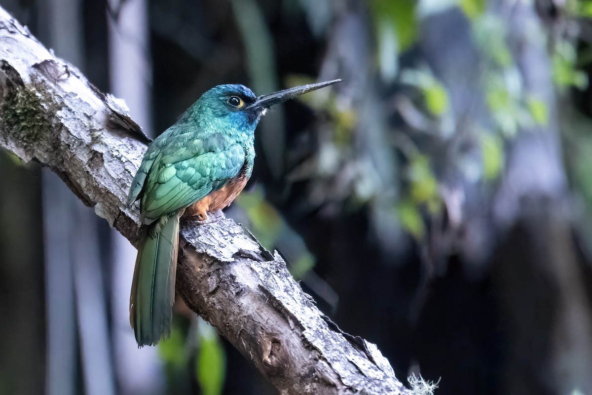 Coppery-chested Jacamar - ML627299789