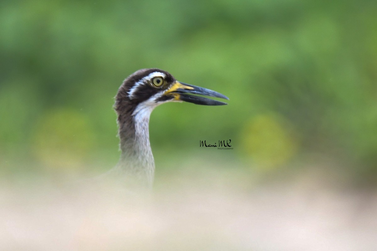 Beach Thick-knee - ML627299861