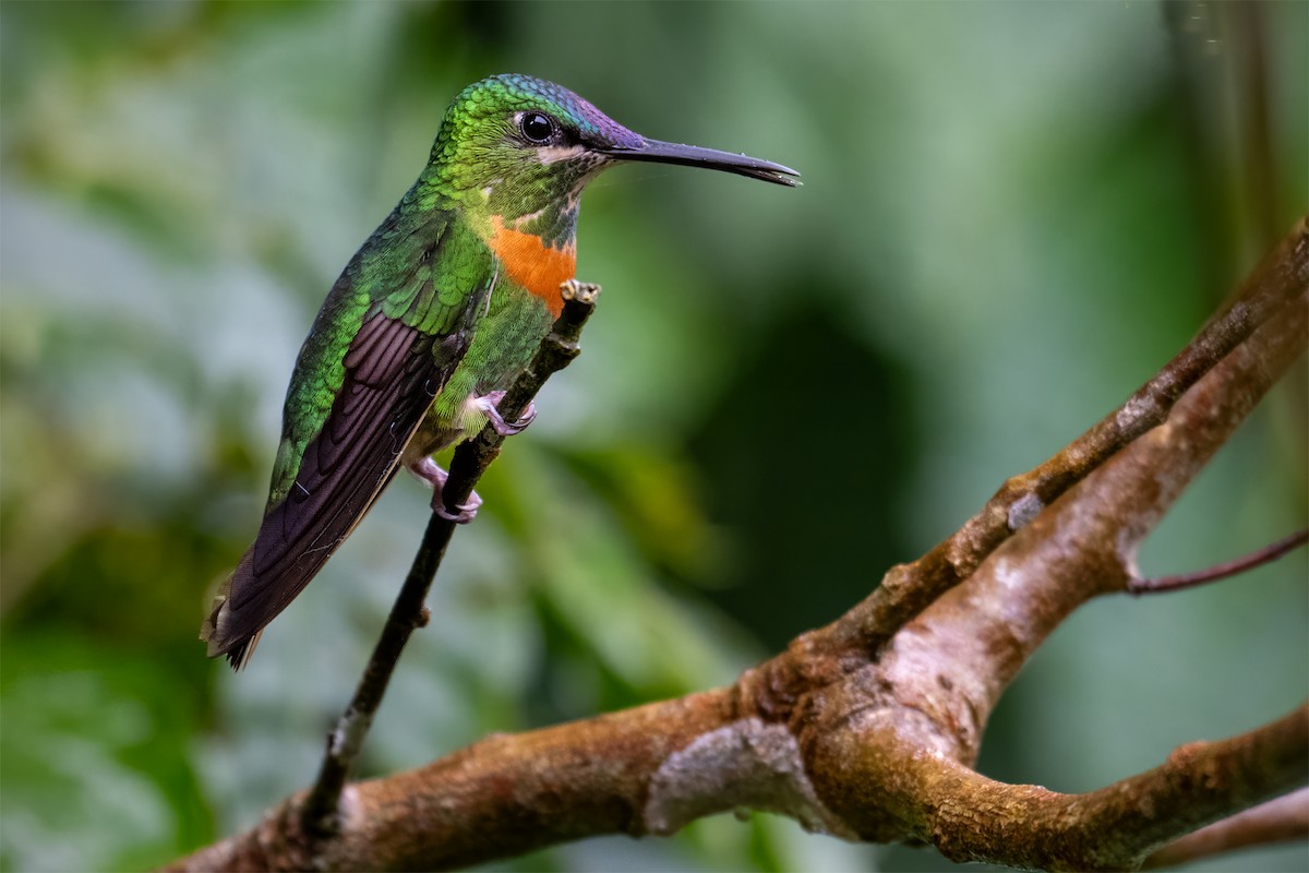 Gould's Jewelfront - ML627299875