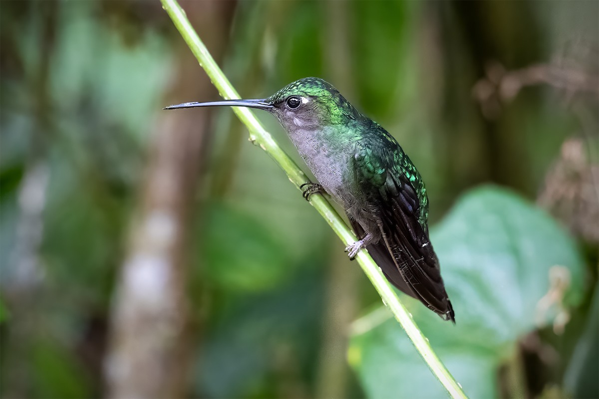 Napo Sabrewing - ML627299934