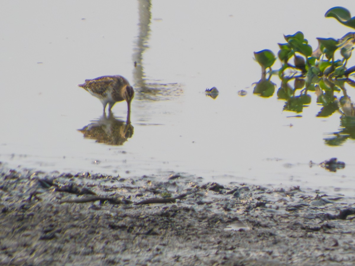 Pantanal Snipe - ML627300016