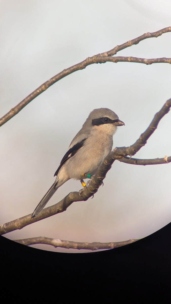 eBird Checklist - 8 Dec 2024 - Loggerhead Shrike Stakeout 2024 (38.9629 ...