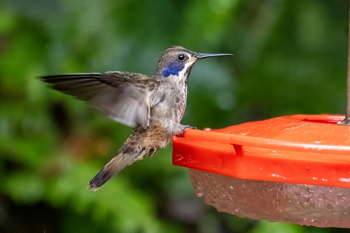 Brown Violetear - ML627300074