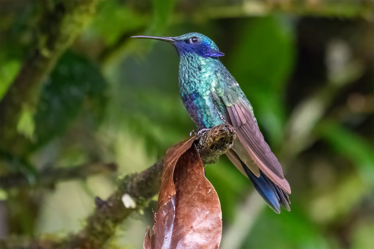 Sparkling Violetear - ML627300095