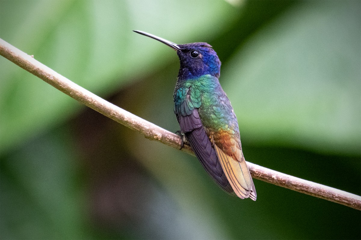 Golden-tailed Sapphire - ML627300253