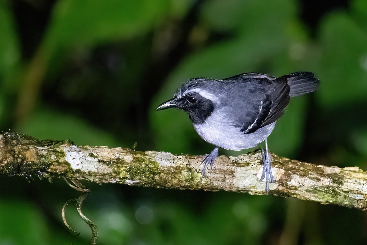 Black-faced Antbird - ML627300404