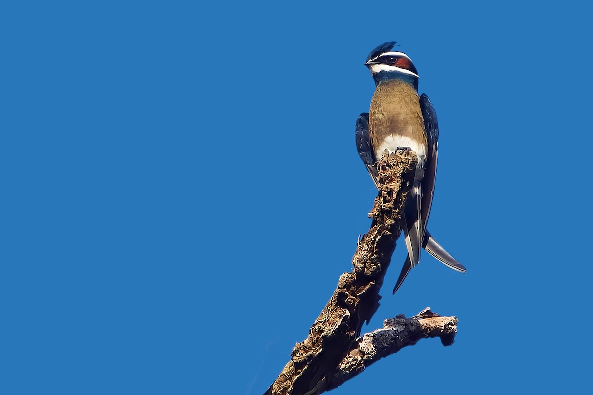 Whiskered Treeswift - ML627300457