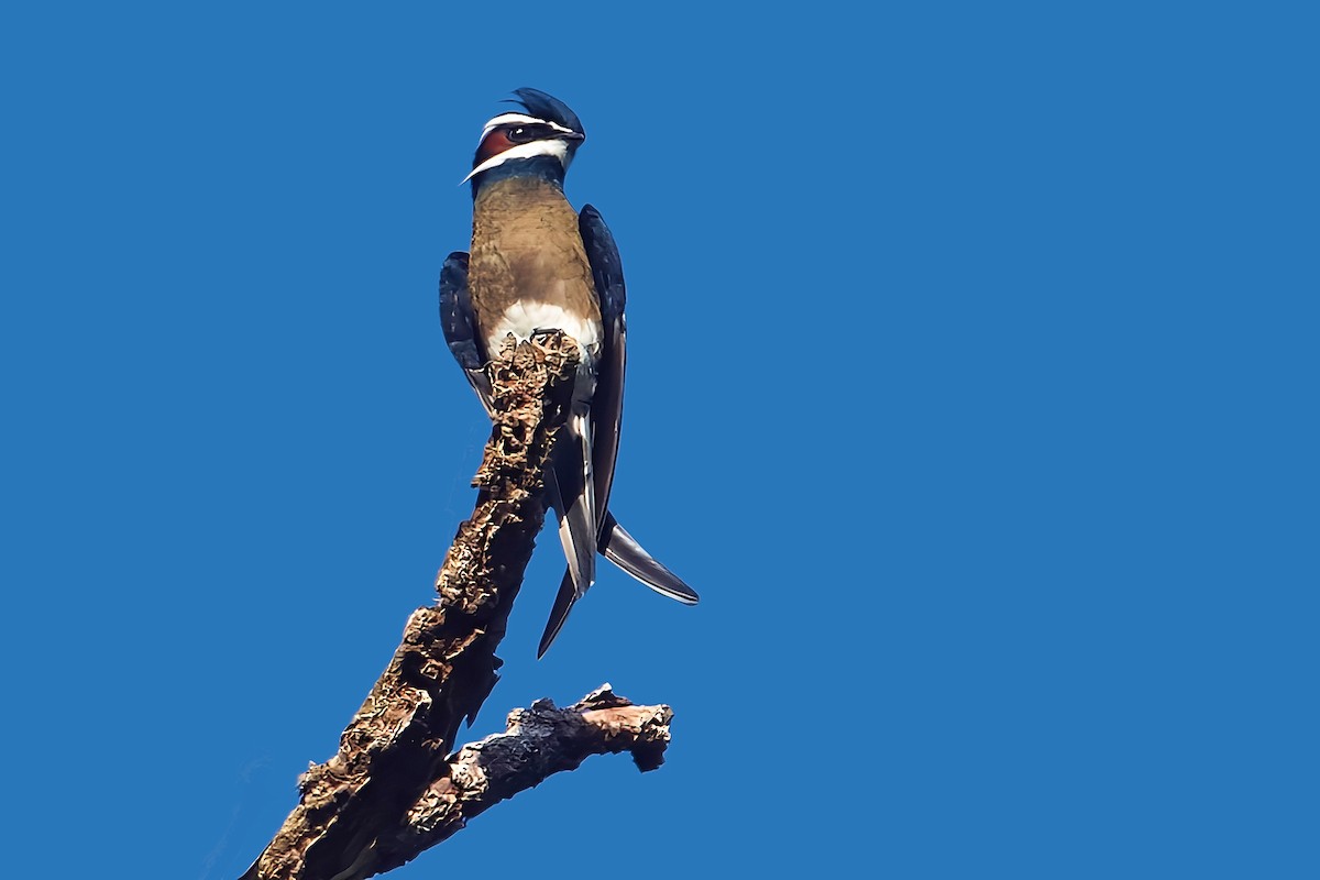 Whiskered Treeswift - ML627300458