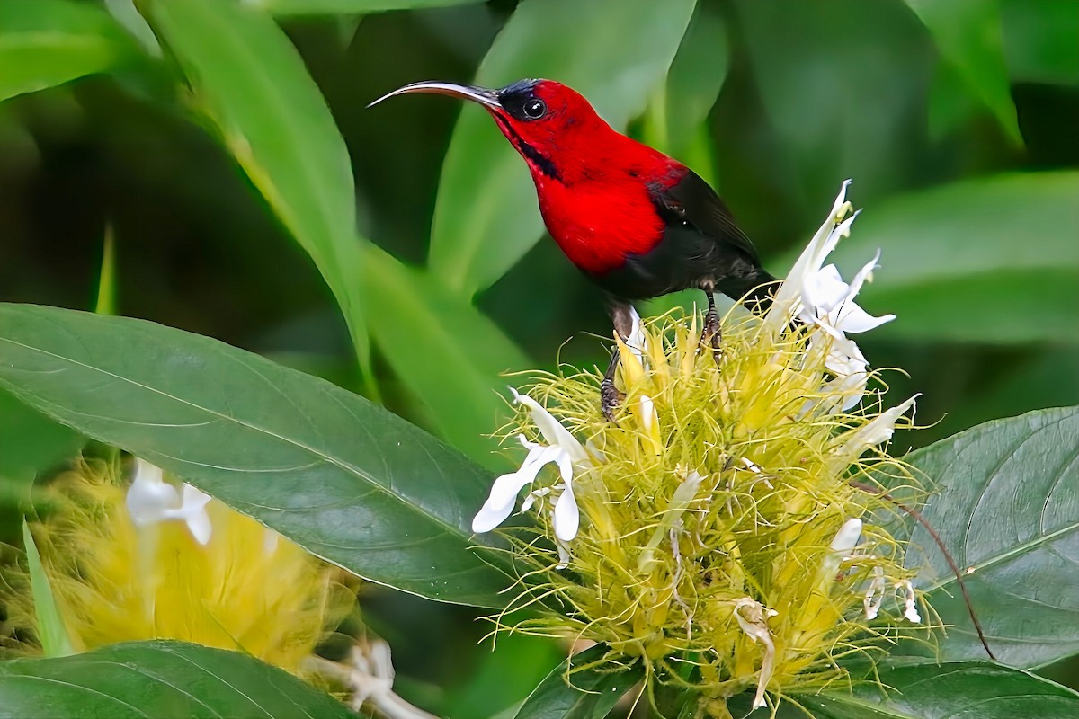 Magnificent Sunbird - ML627300464