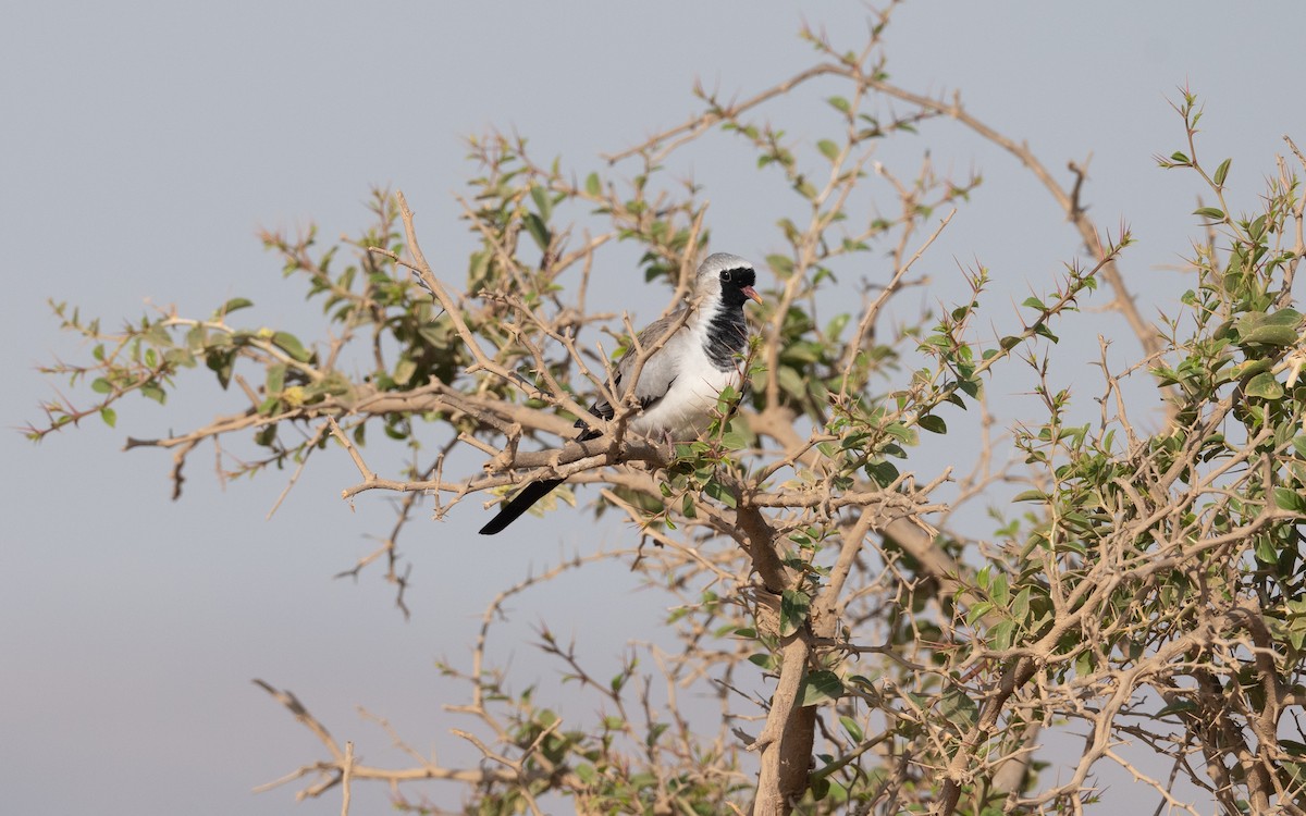 Namaqua Dove - ML627300921