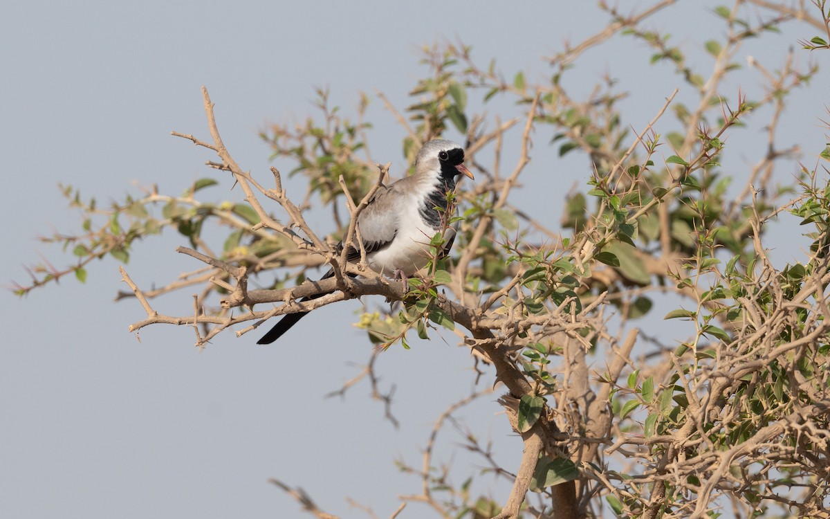 Namaqua Dove - ML627300923