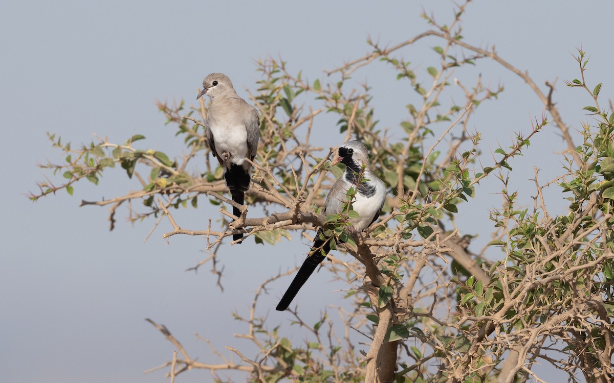 Namaqua Dove - ML627300945