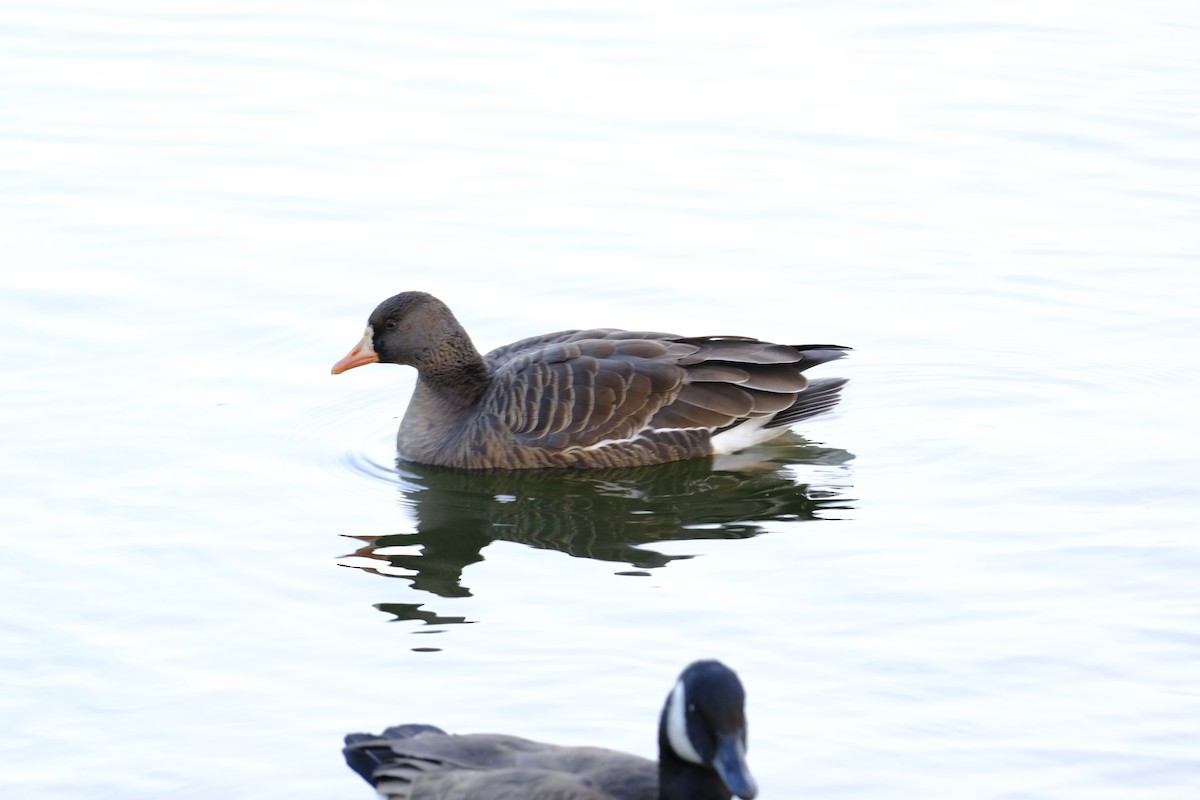 Greater White-fronted Goose - ML627300975