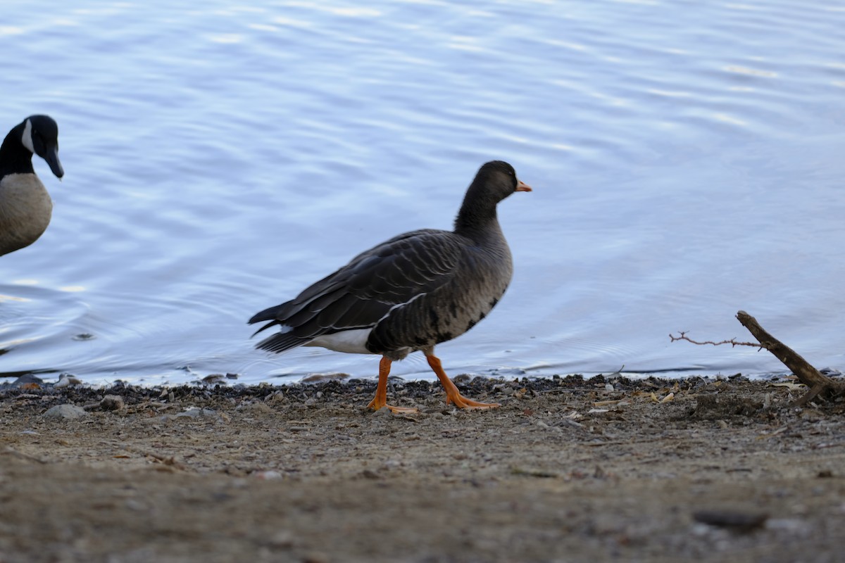 Greater White-fronted Goose - ML627300976
