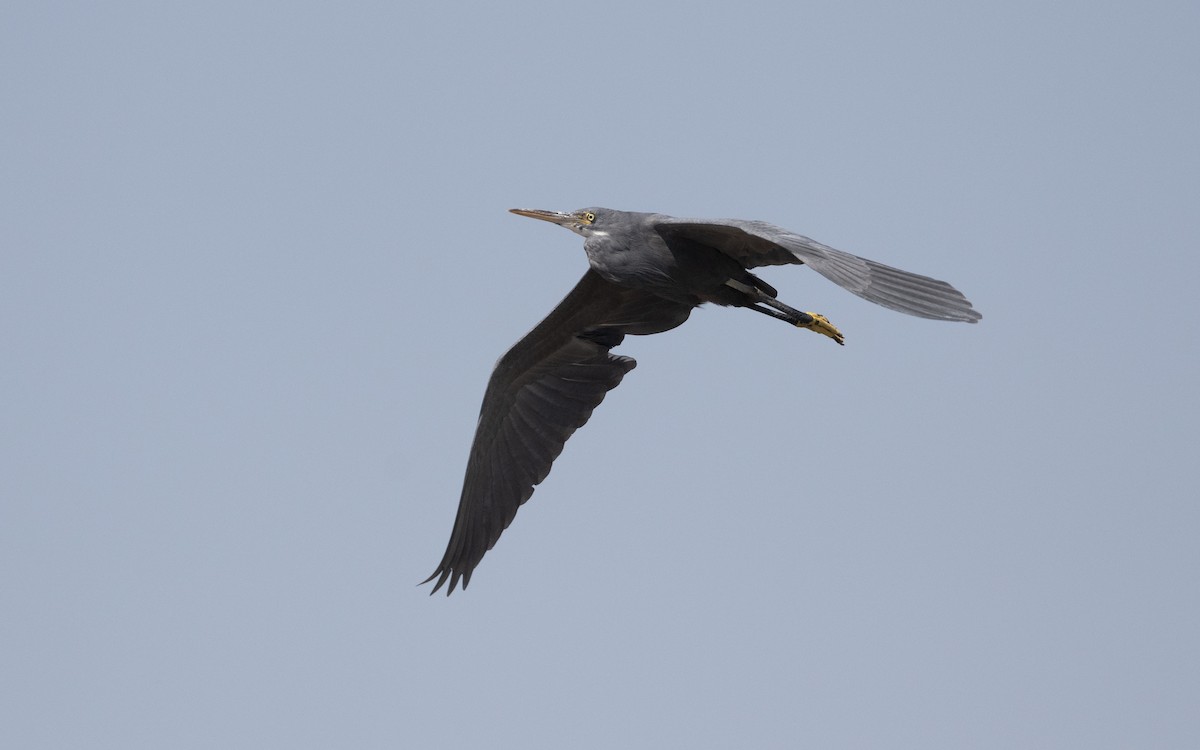 Western Reef-Heron - ML627301040