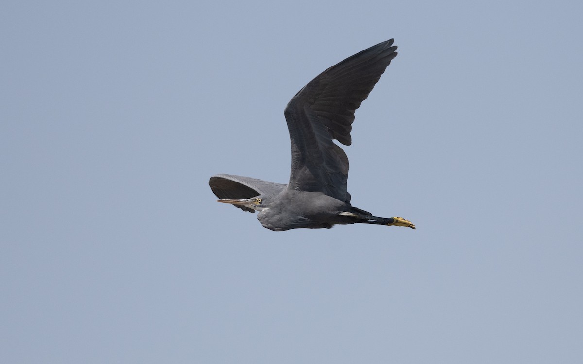 Western Reef-Heron - ML627301041