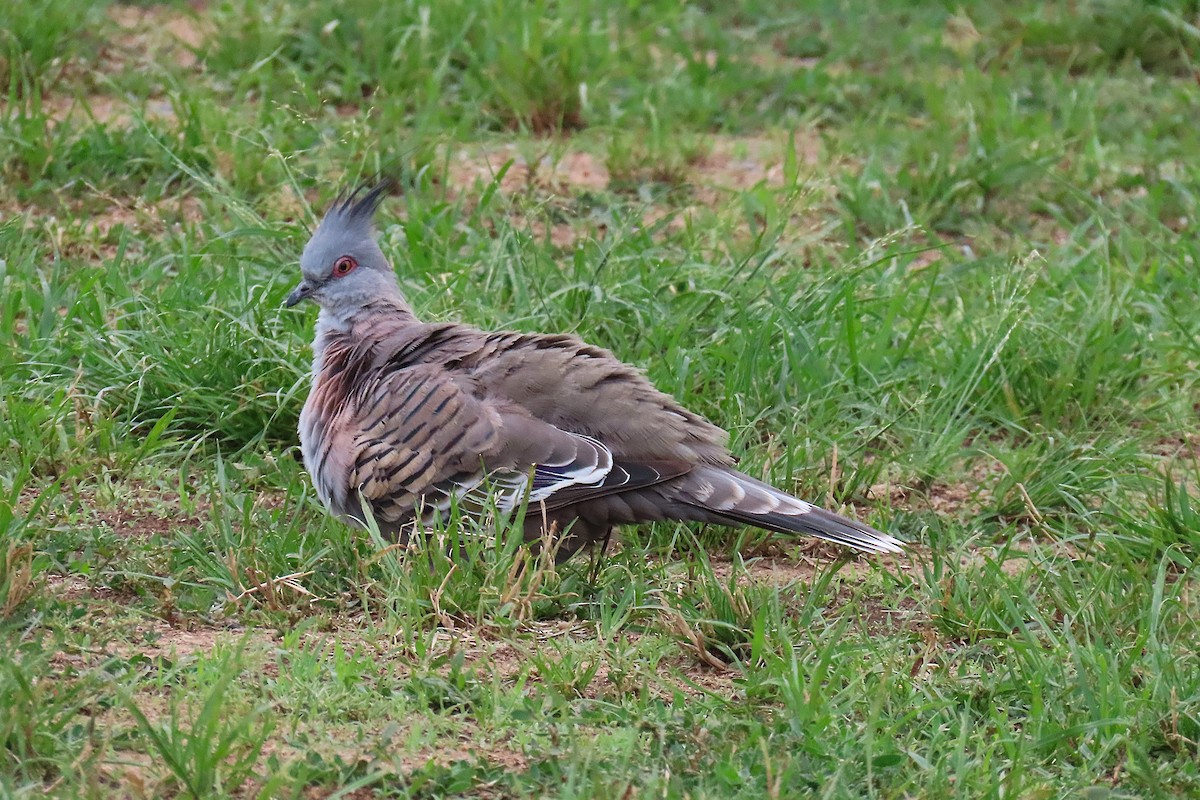 Crested Pigeon - ML627301080