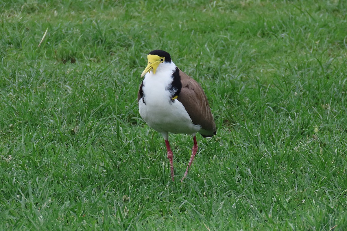 Masked Lapwing (Black-shouldered) - ML627301084