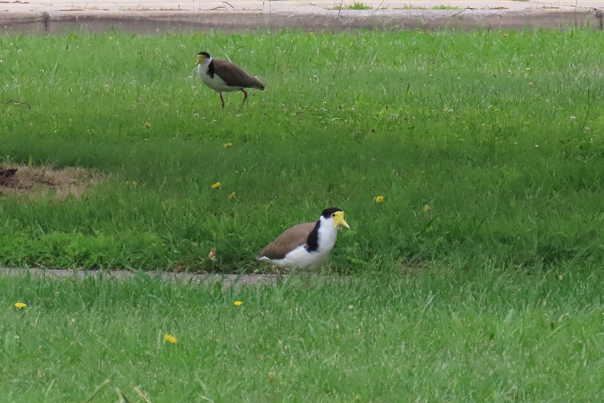 Masked Lapwing (Black-shouldered) - ML627301086