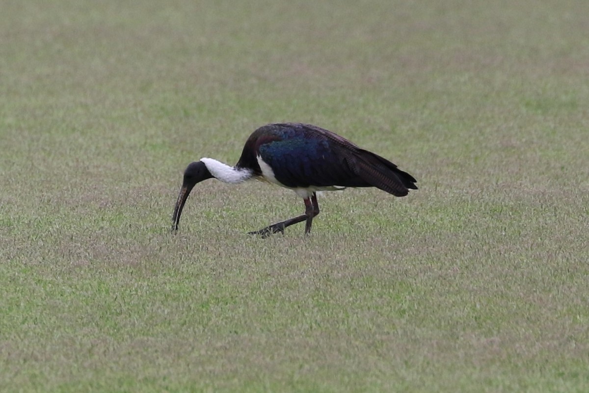 Straw-necked Ibis - ML627301088