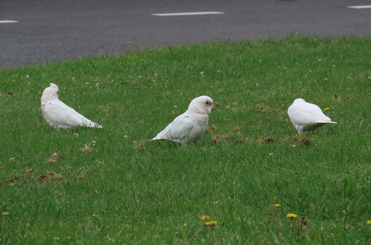 Little Corella - ML627301096
