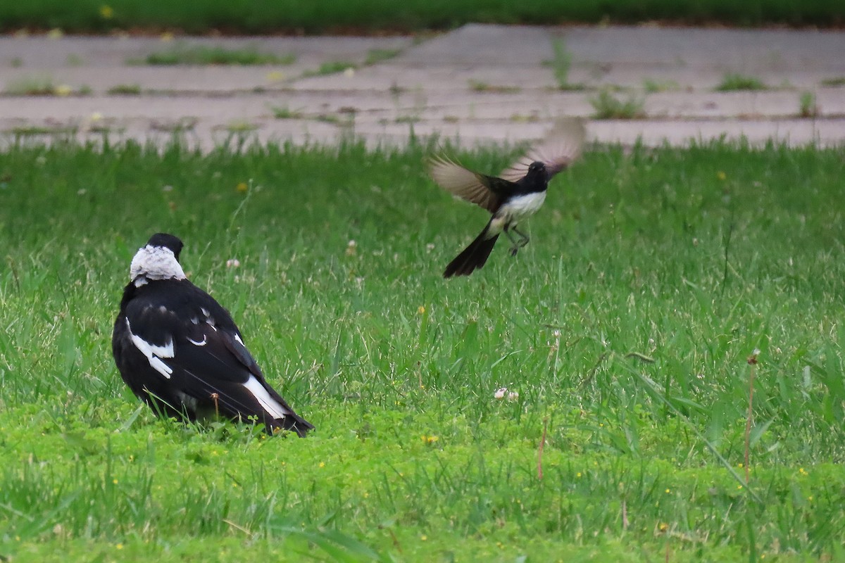 Willie-wagtail - ML627301098