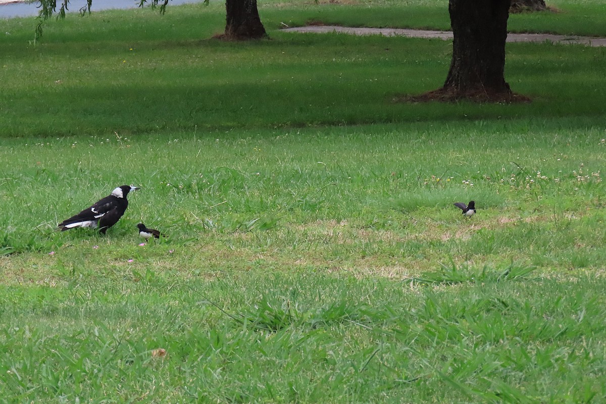 Willie-wagtail - ML627301099