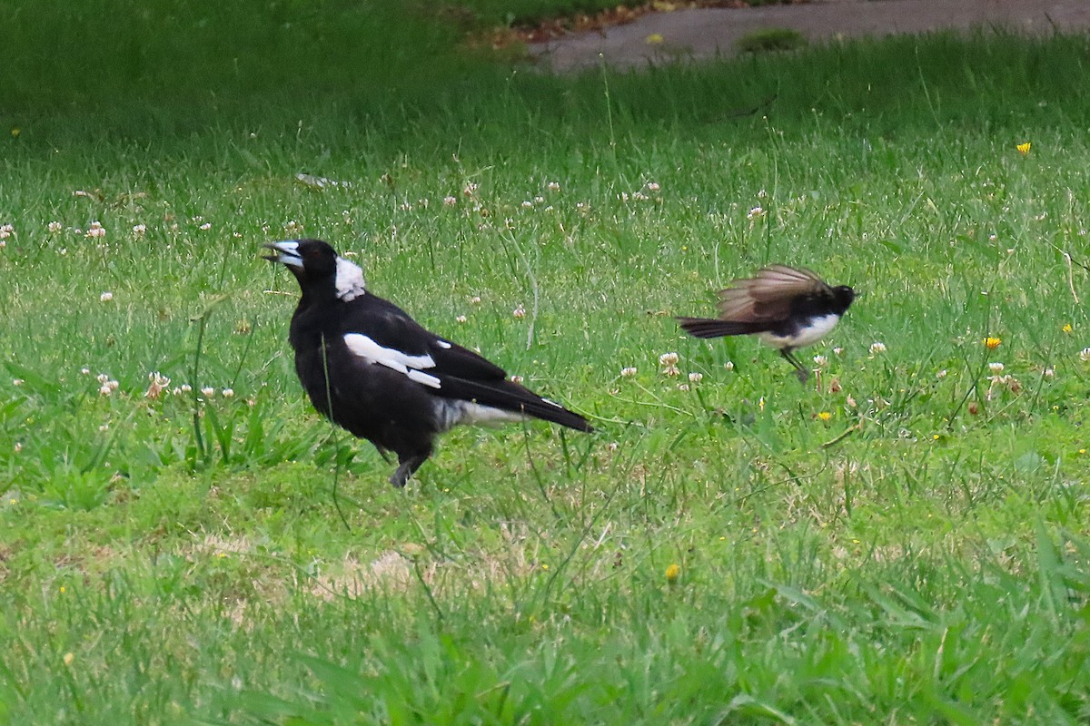 Australian Magpie - ML627301104