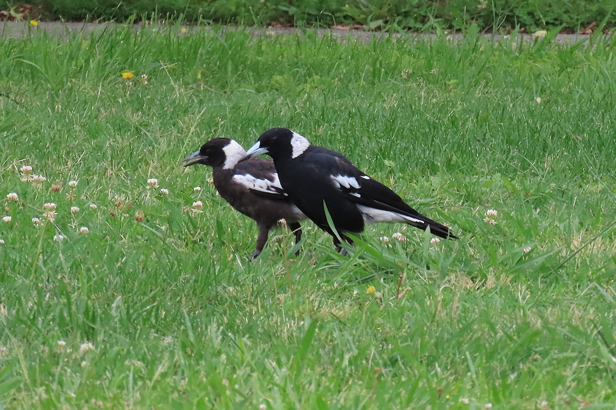 Australian Magpie - ML627301106