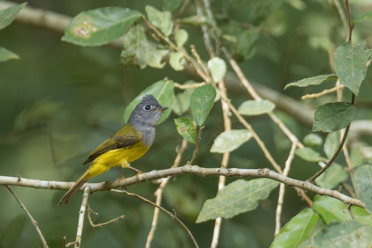 Gray-headed Canary-Flycatcher - ML627301138