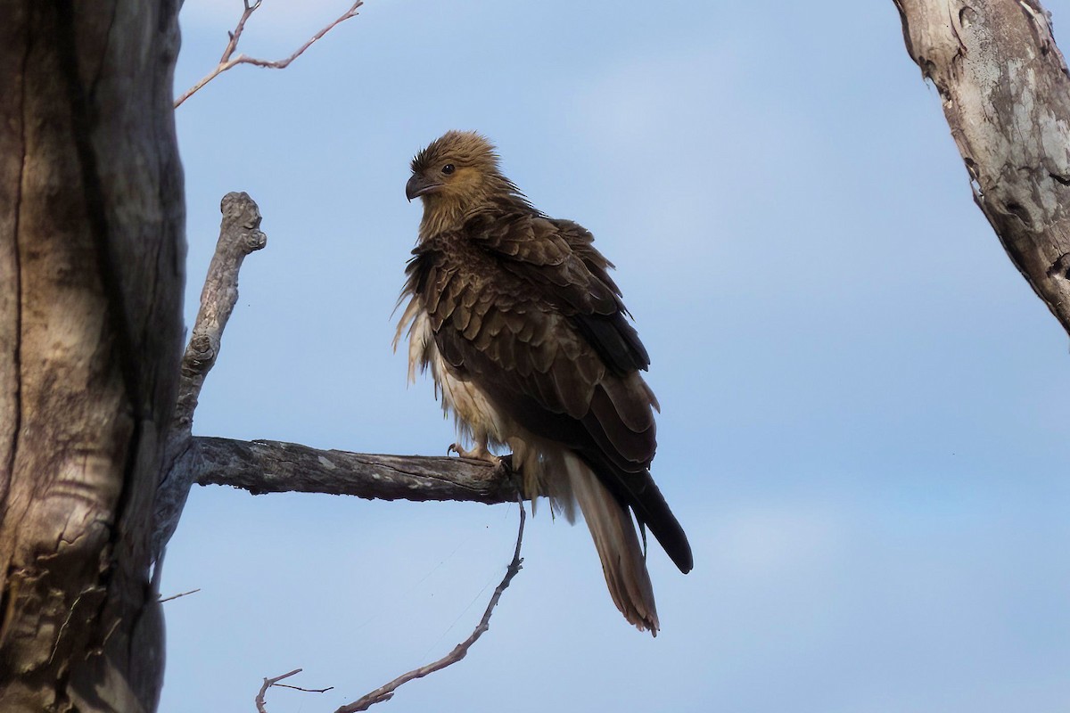 Whistling Kite - ML627301302