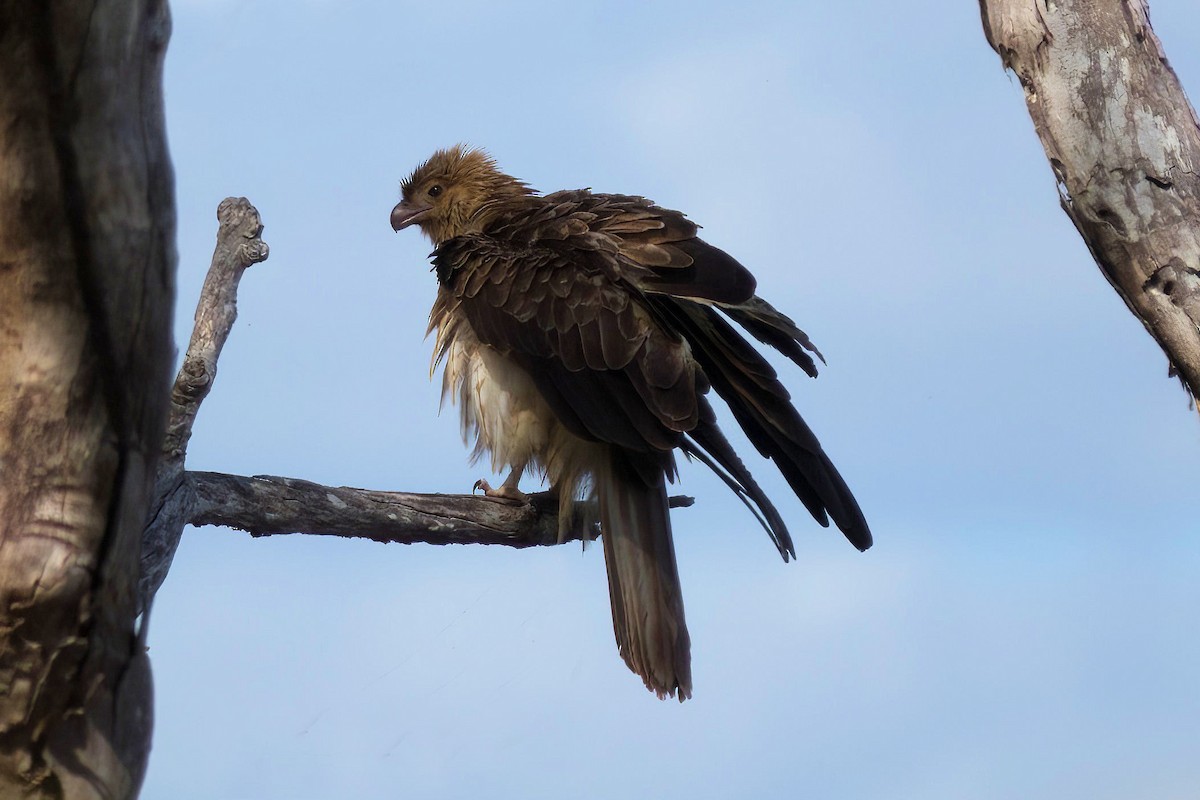 Whistling Kite - ML627301303