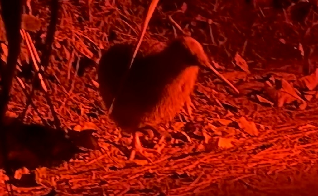 Little Spotted Kiwi - ML627301672