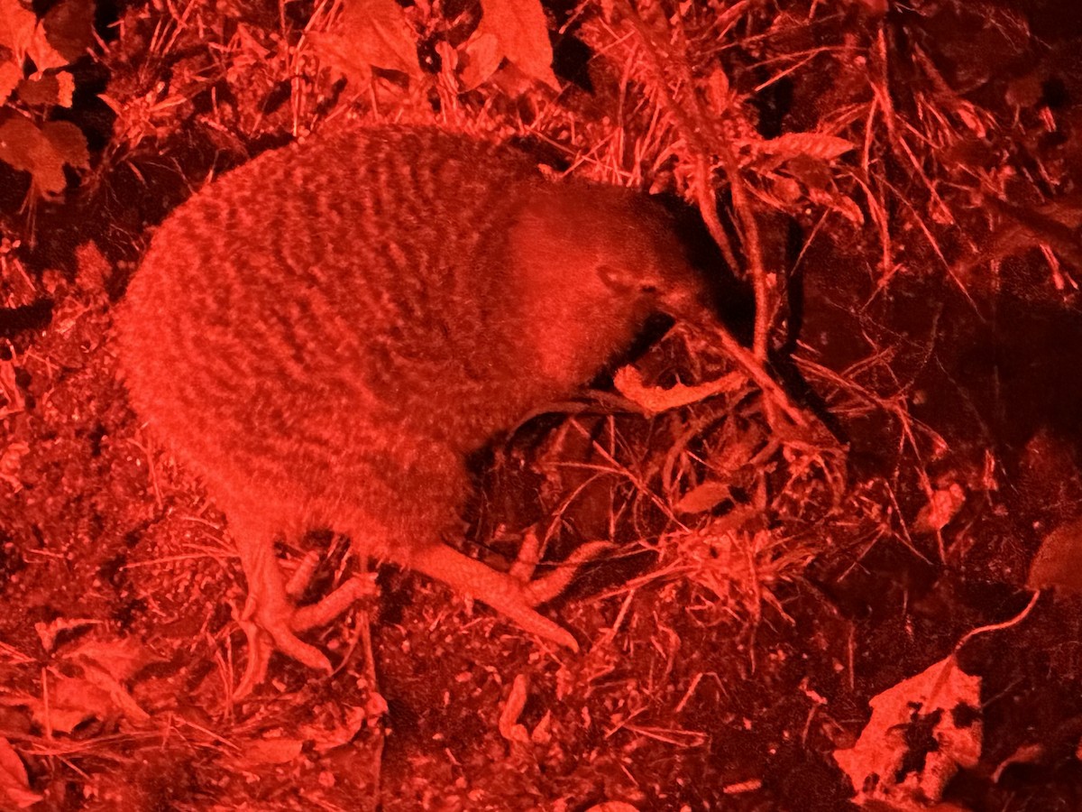 Little Spotted Kiwi - ML627301673