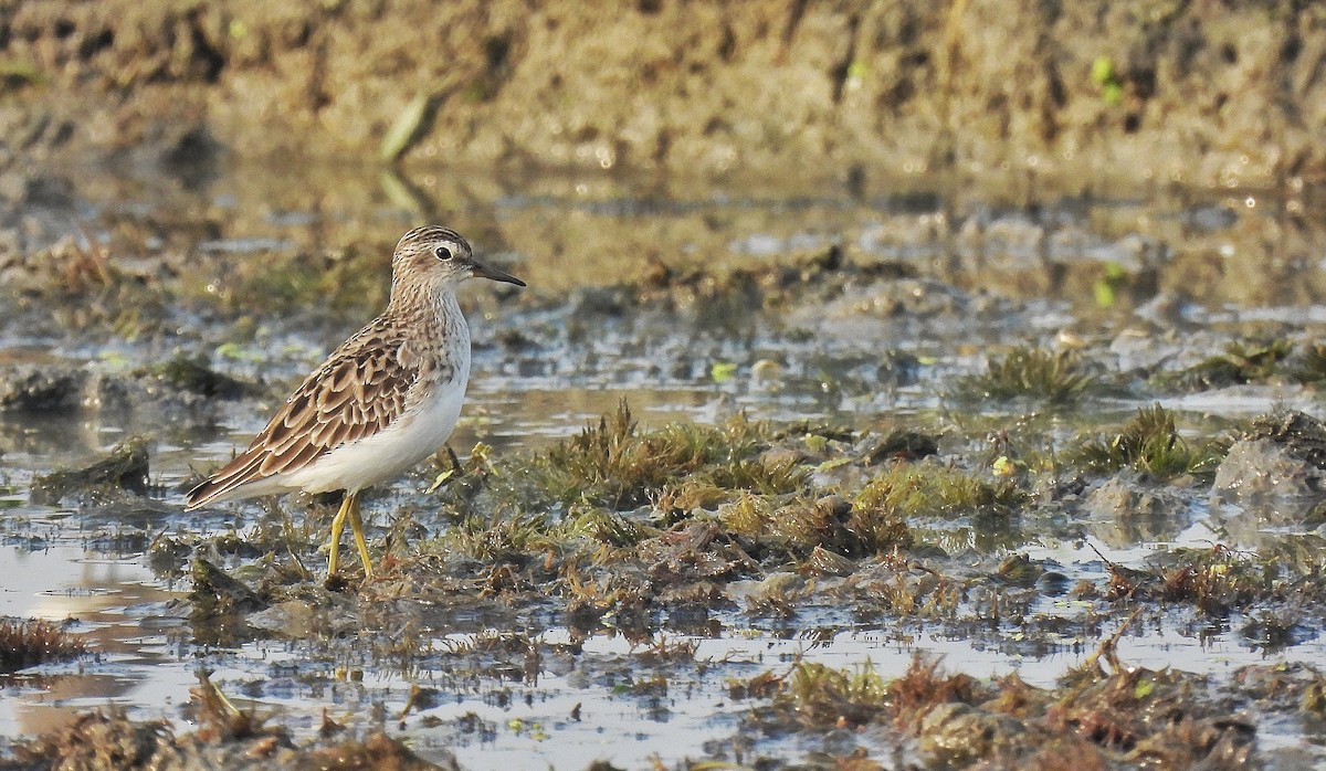 Long-toed Stint - ML627301747
