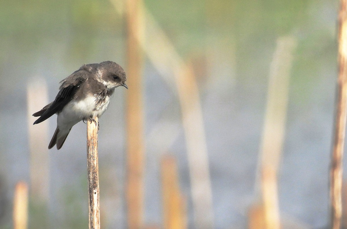 Bank Swallow - ML627301761