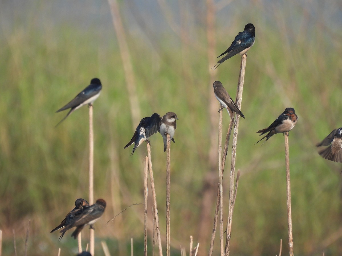 Barn Swallow - ML627301794