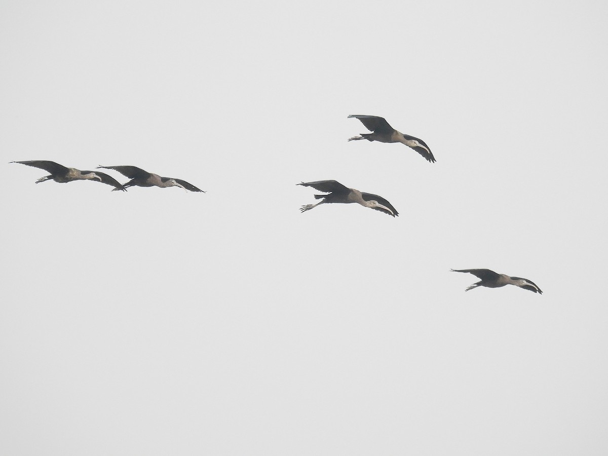 Glossy Ibis - ML627301808