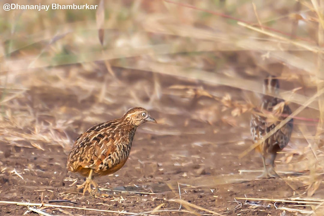 Barred Buttonquail - ML627301829