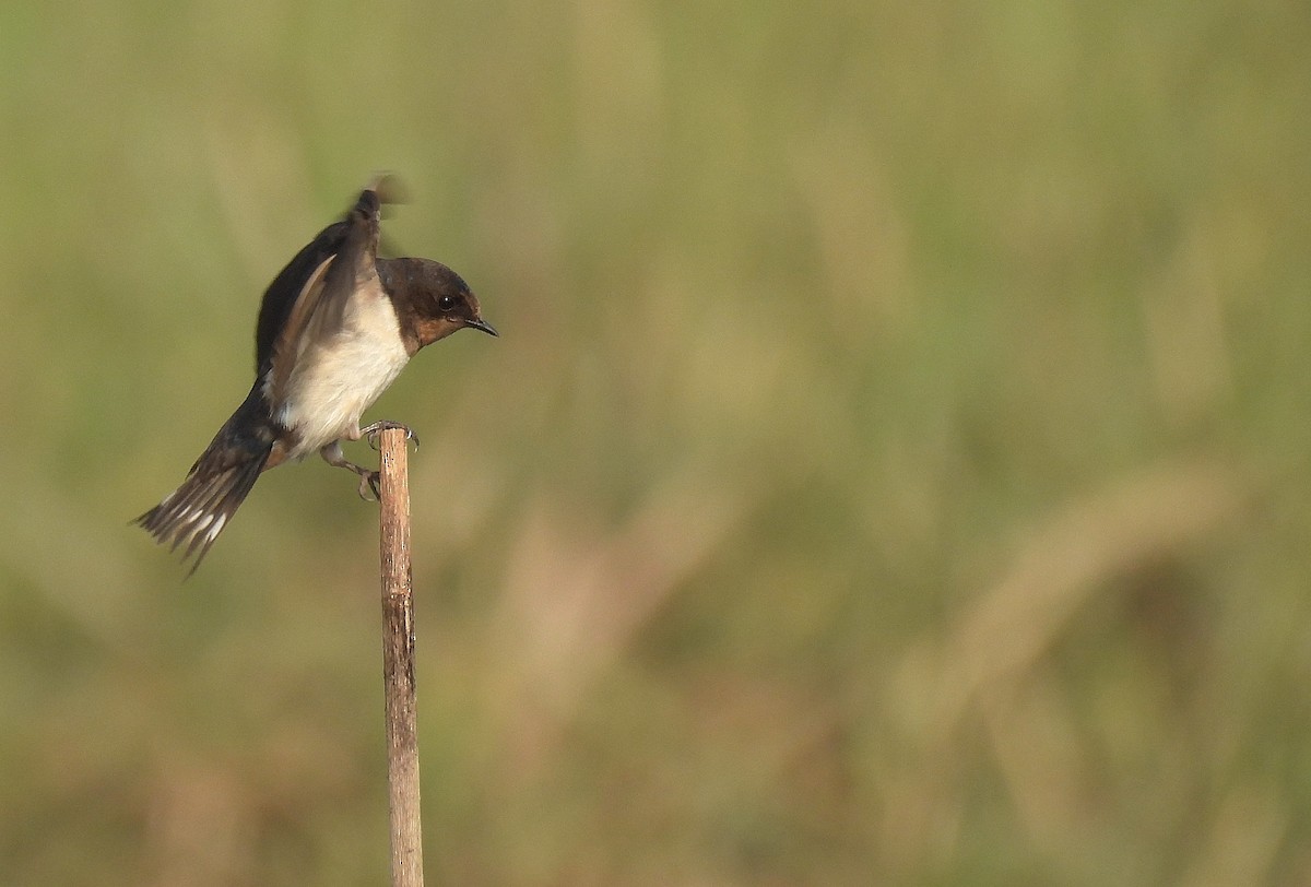 Barn Swallow - ML627301906