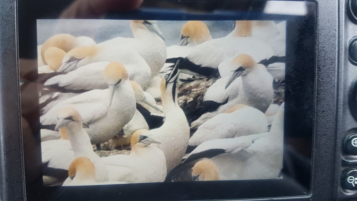 Cape Gannet - ML627302278