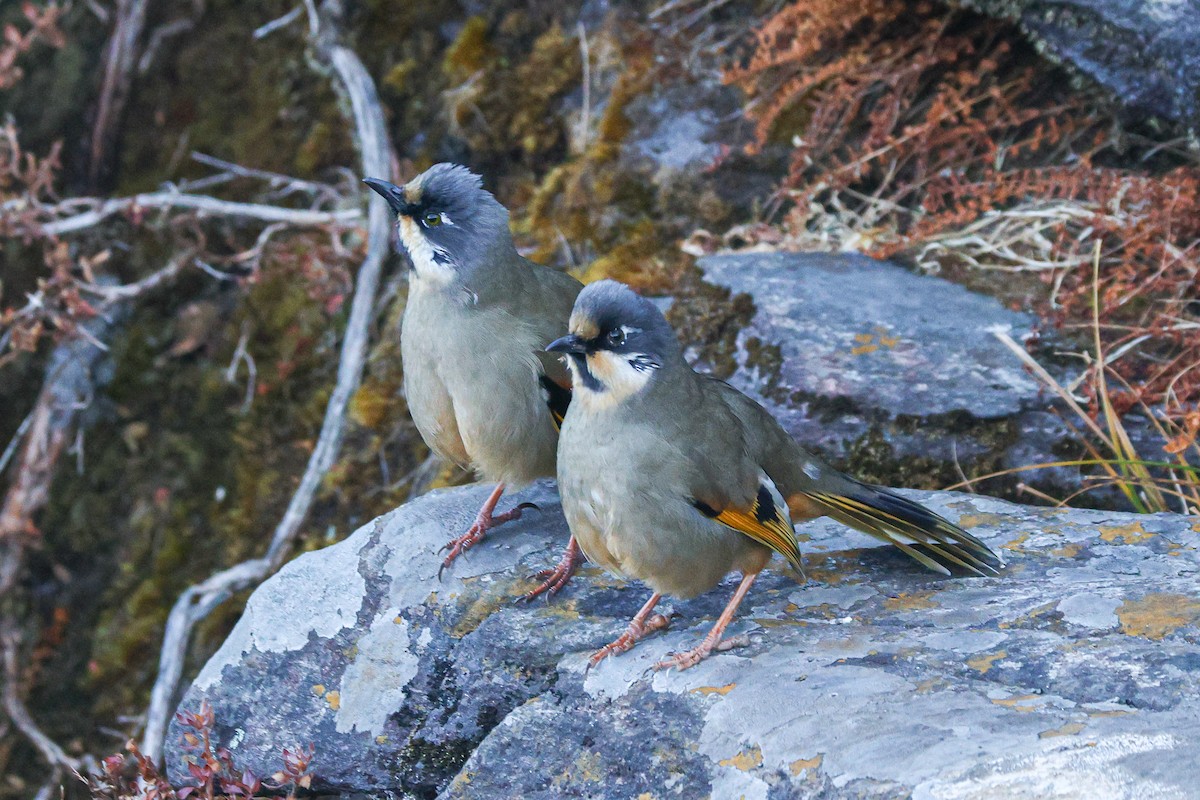 Variegated Laughingthrush - ML627302306