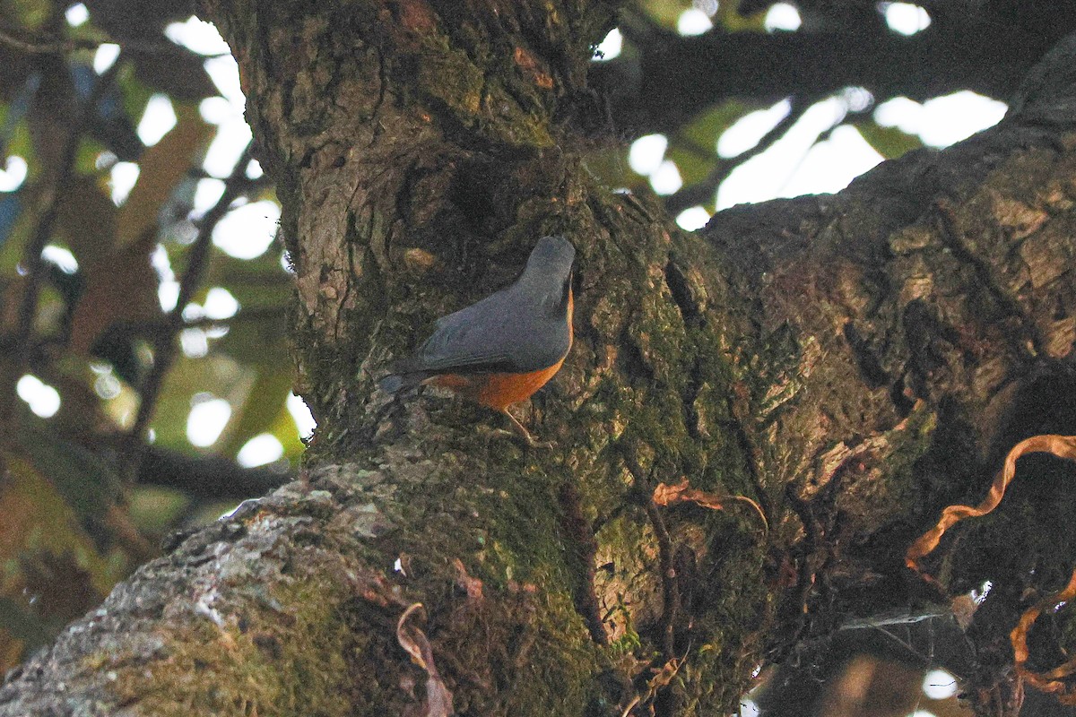 White-tailed Nuthatch - ML627302331