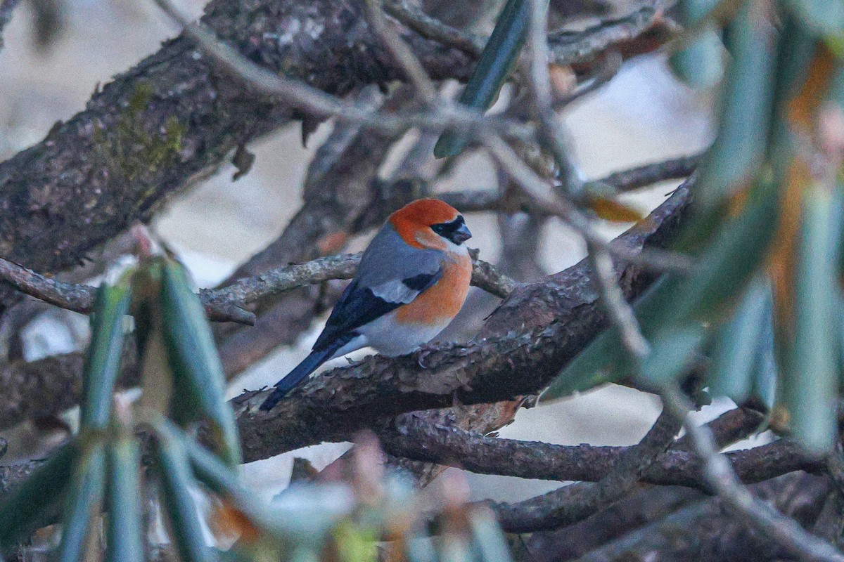 Red-headed Bullfinch - ML627302377