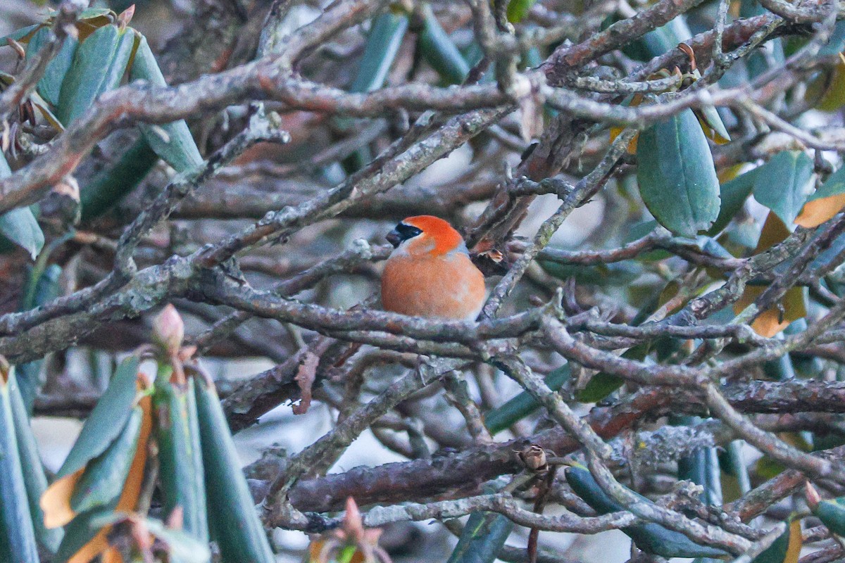 Red-headed Bullfinch - ML627302378