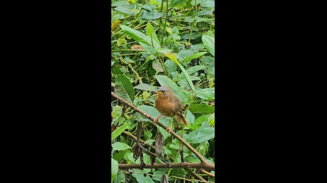 Rufous Babbler - ML627302435