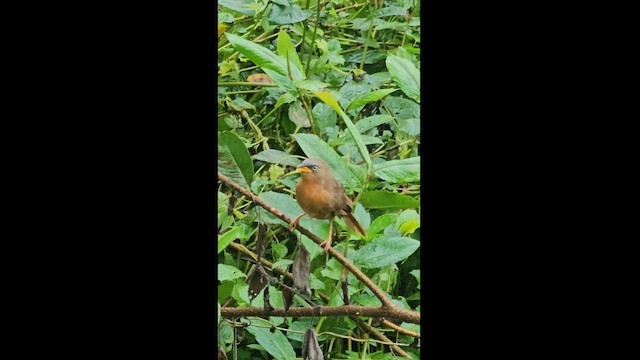 Rufous Babbler - ML627302436