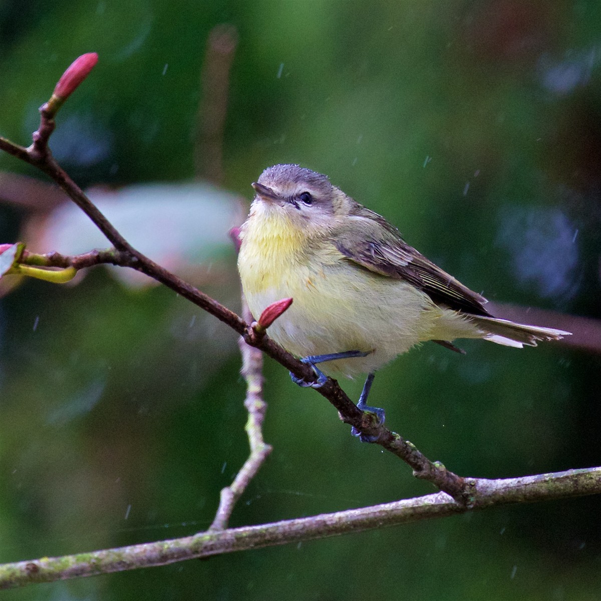 Philadelphia Vireo - ML627302667