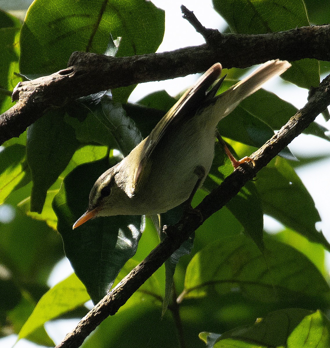 Western Crowned Warbler - ML627302877